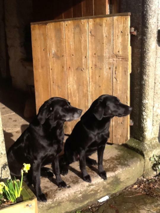 Corndonford Farm Bed & Breakfast Newton Abbot Bagian luar foto